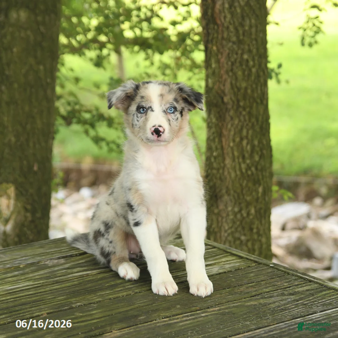 Border Collie dogs for sale: Fern - Ad 5