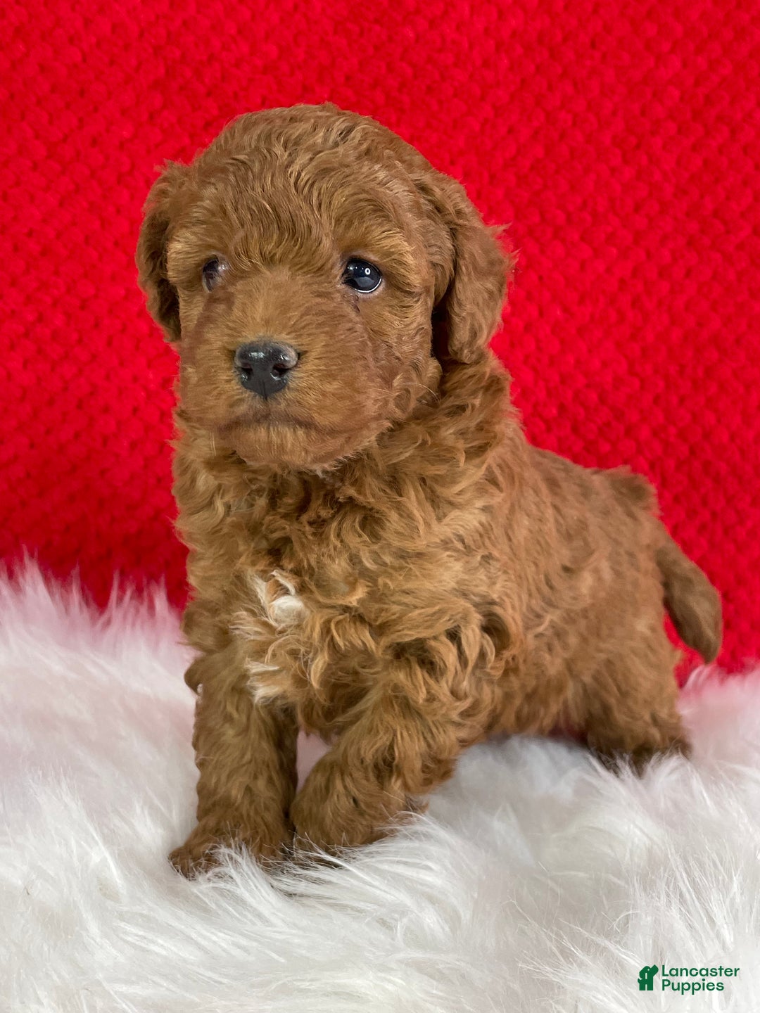 Mini Goldendoodle dogs for sale: Kringle - Ad 5