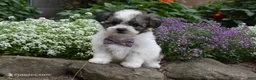 Bichpoo dogs for sale: LadyBug  - Ad 3