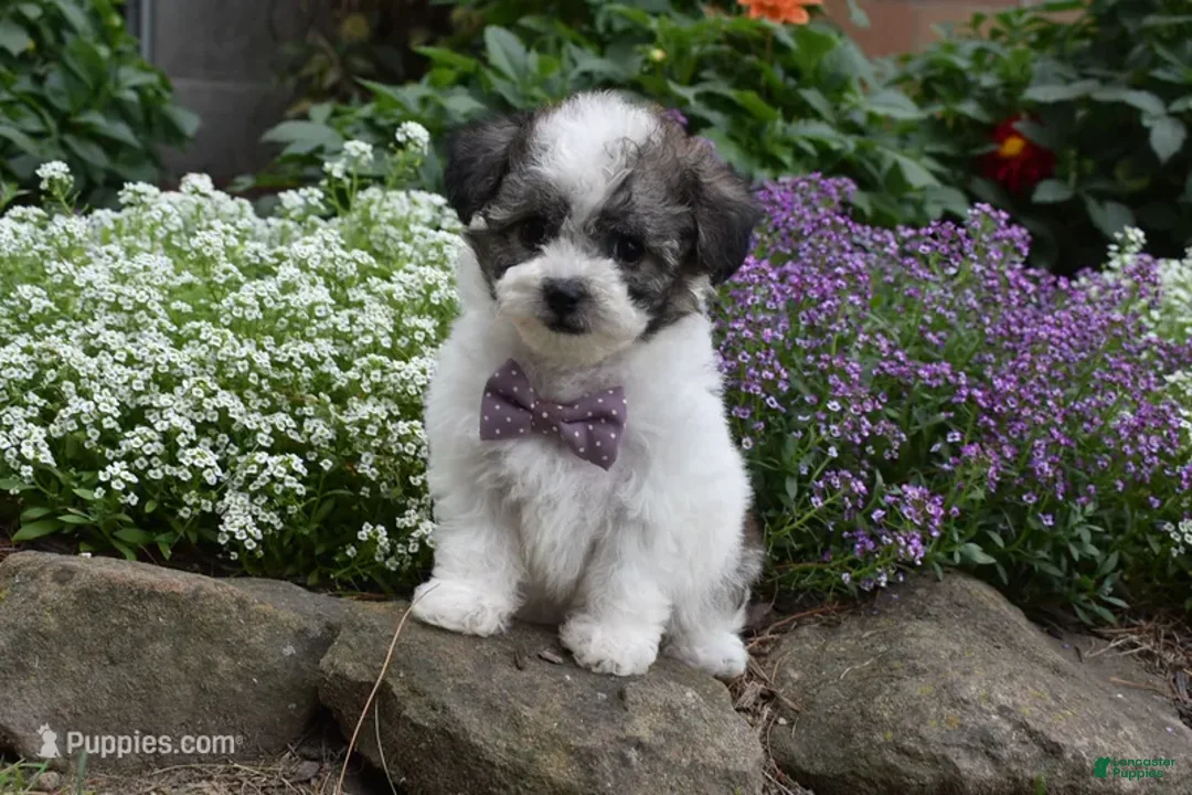 Bichpoo dogs for sale: LadyBug  - Ad 3