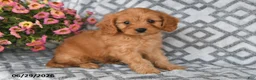 Cavapoo dogs for sale: Tanto - Ad 5