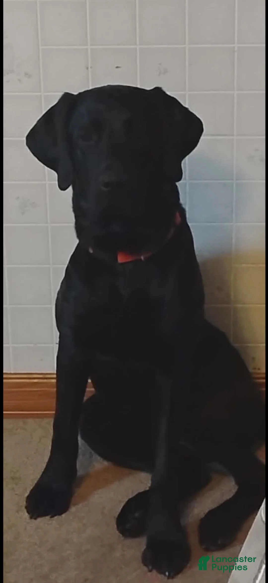 Labrador Retriever dogs for sale: Labrador Retriever 1 - Ad 4