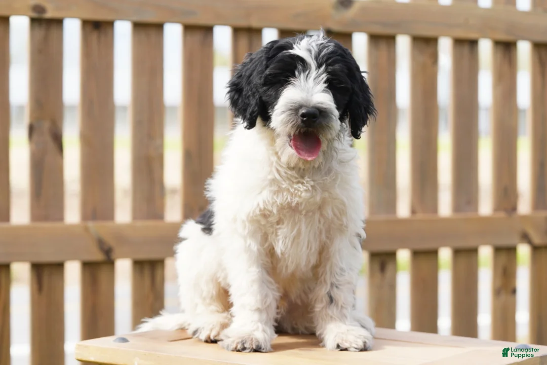 Portuguese Water Dog dogs for sale: Kyler - Ad 2