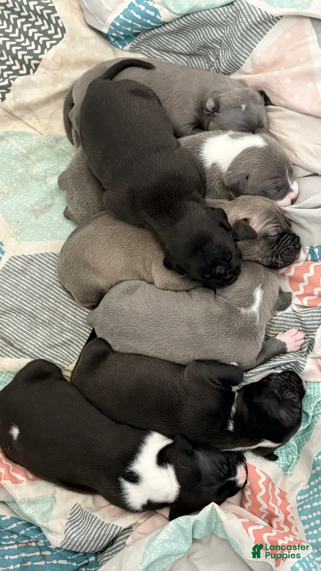 American Pit Bull Terrier dogs for sale: American Pit Bull Terrier Puppy 7 - Ad 4