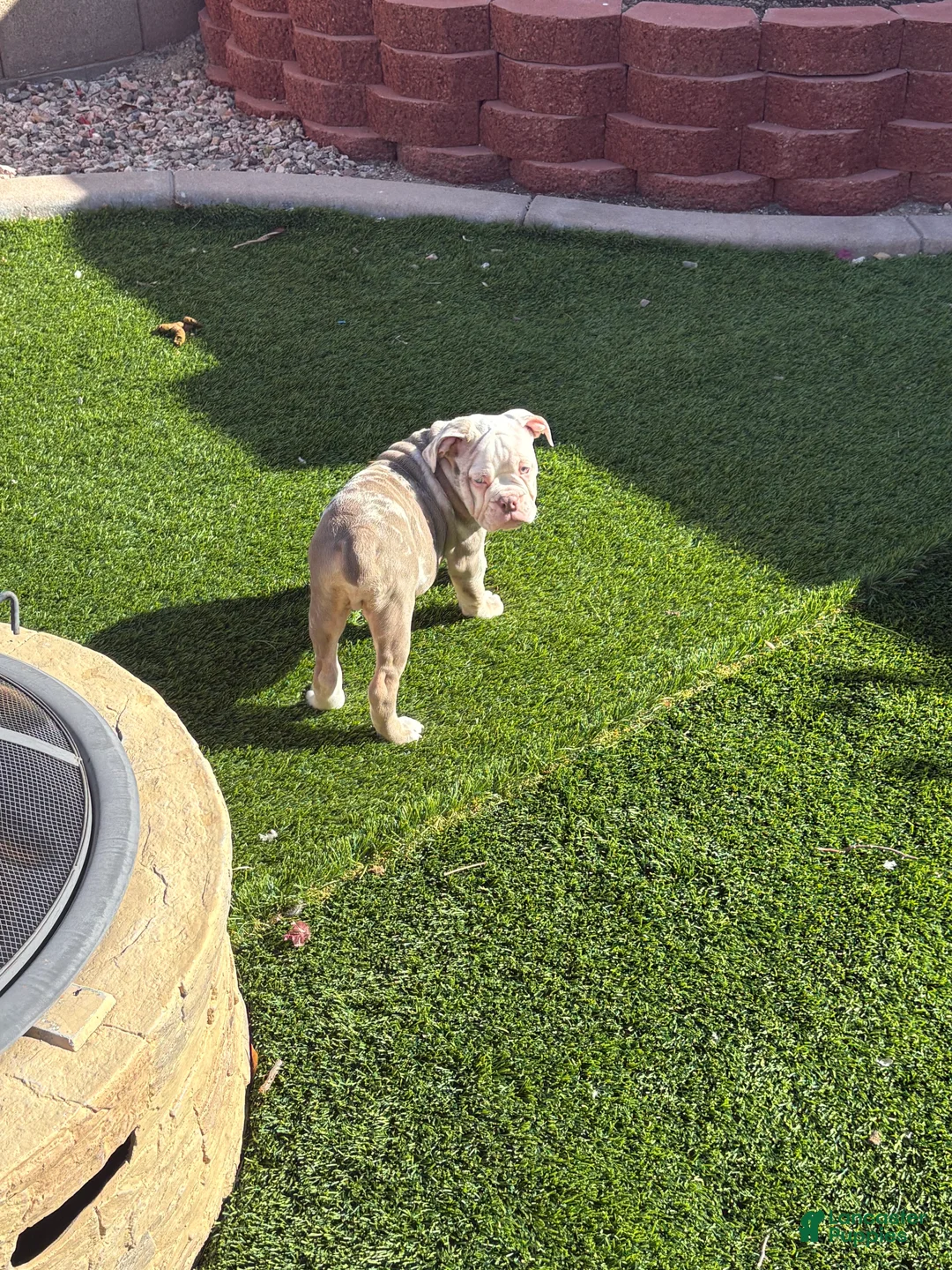 Olde English Bulldogge dogs for sale: Olde English Bulldogge Puppy 1 - Ad 5