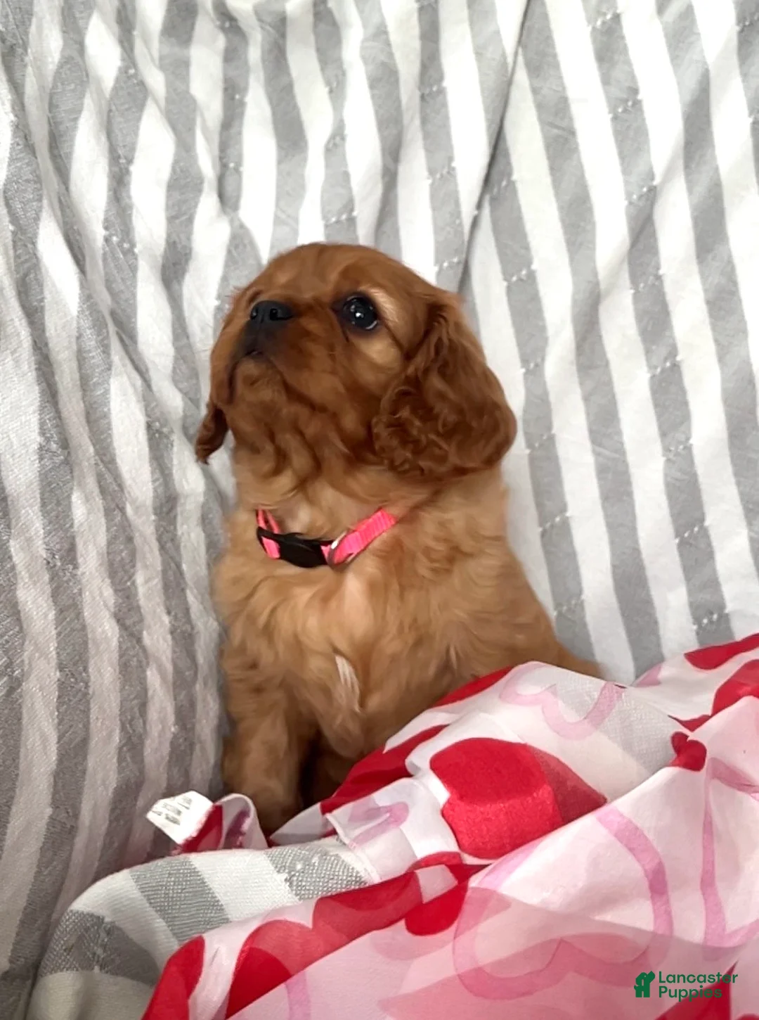 Cavalier King Charles Spaniel dogs for sale: Cavalier King Charles Spaniel Puppy 2 - Ad 2