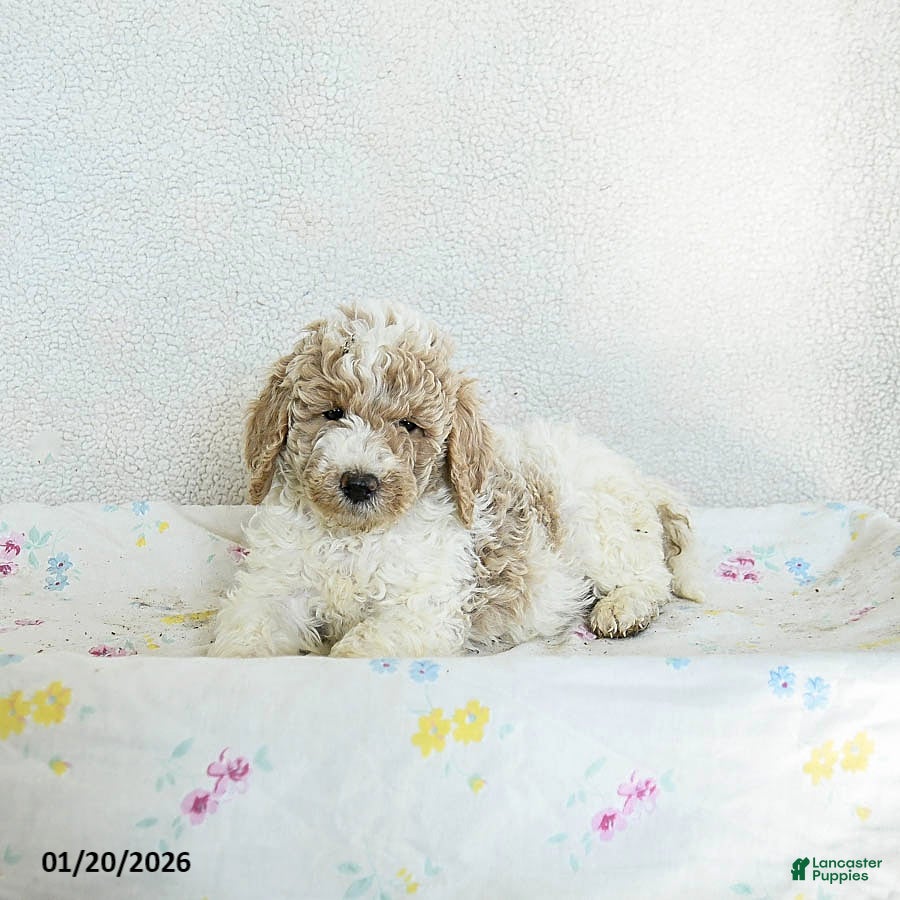 Standard Poodle dogs Mango - Ad 2