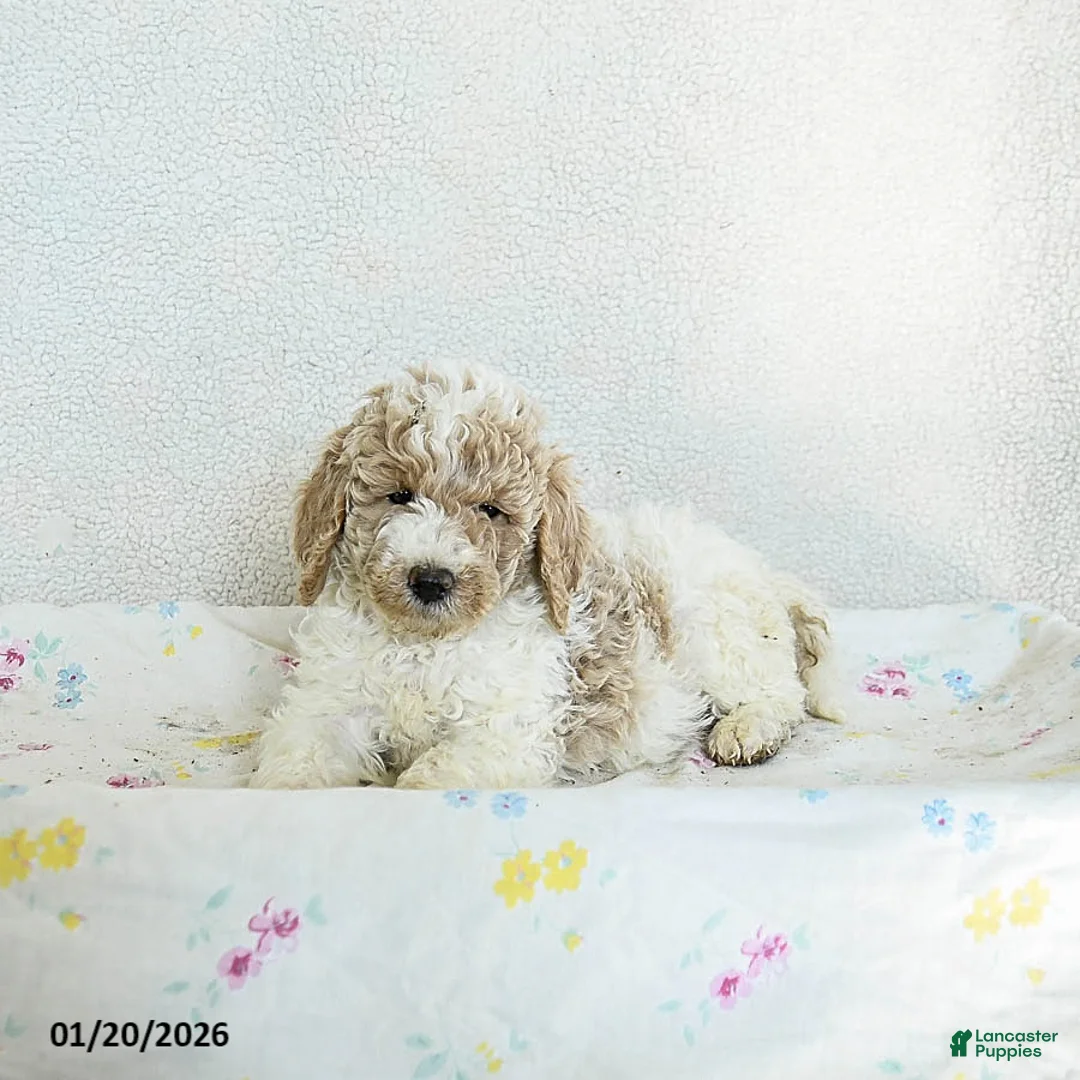 Standard Poodle dogs for sale: Mango - Ad 2