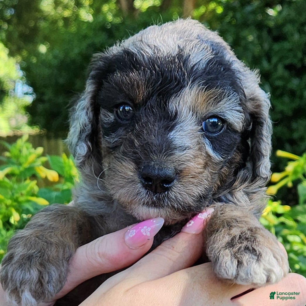 Mini Aussiedoodle dogs Pixie - Female Mini-Aussiedoodle - Blue Merle - Ad 1