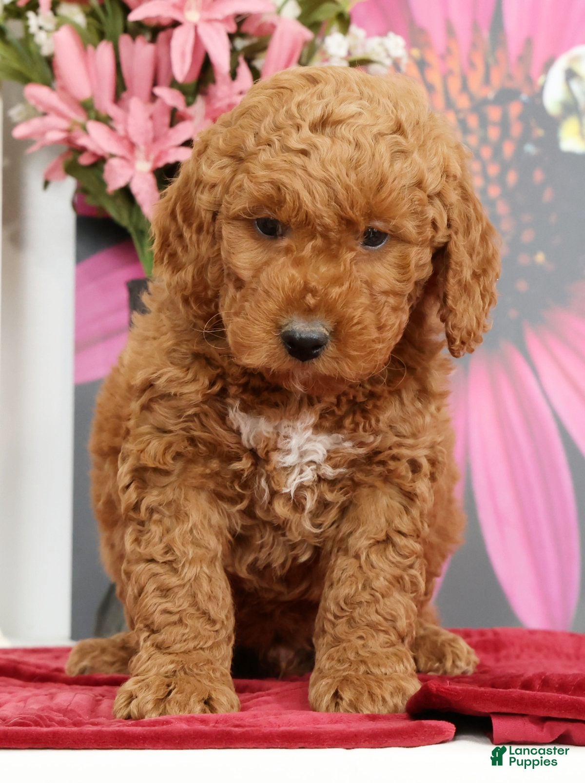 Mini Goldendoodle dogs Miles - Ad 1
