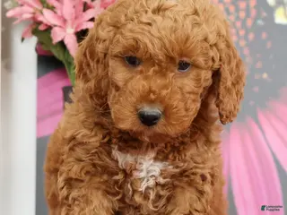 Mini Goldendoodle dogs for sale: Miles - Ad 1