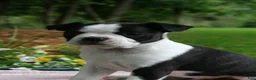 Boston Terrier dogs for sale: Iris - Ad 2