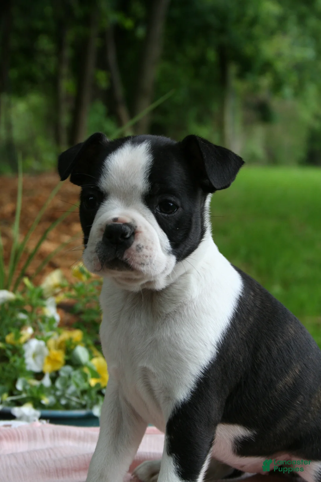 Boston Terrier dogs for sale: Iris - Ad 2