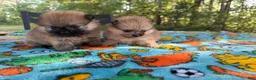 Pomeranian dogs for sale: Duke - Ad 20