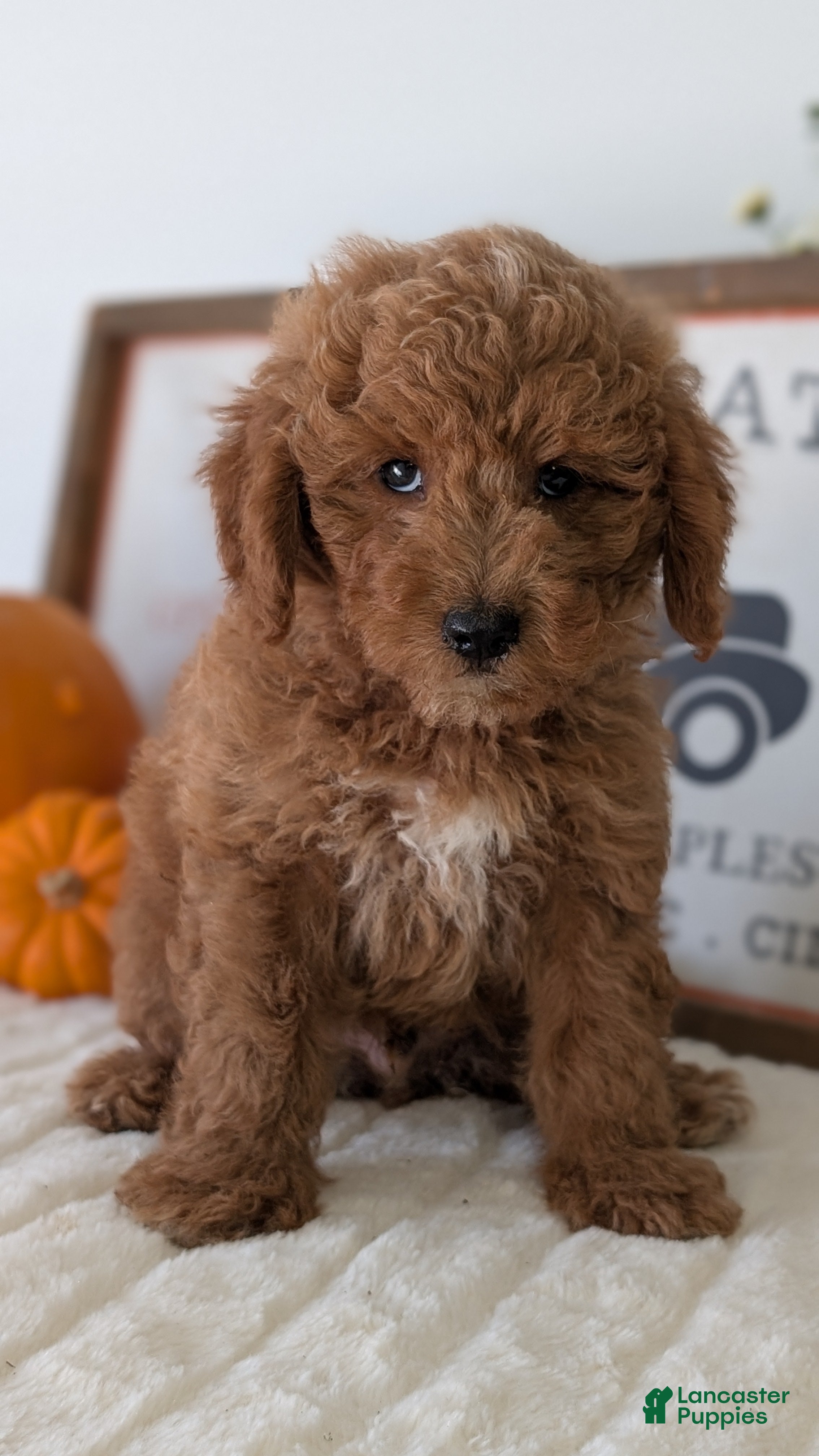 Mini Goldendoodle dogs Duke - Ad 2