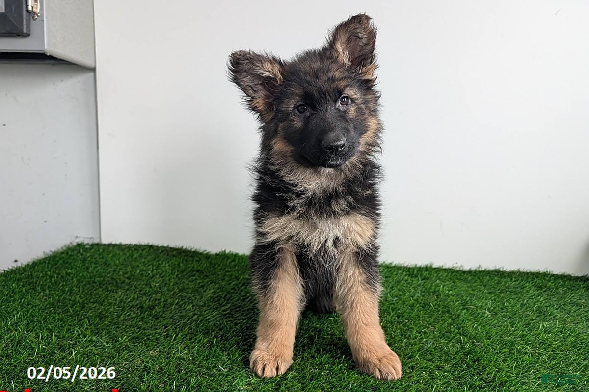 German Shepherd dogs Charlotte - Ad 21