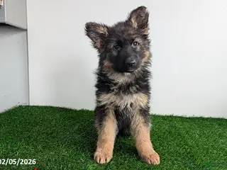 German Shepherd dogs Charlotte - Ad 21