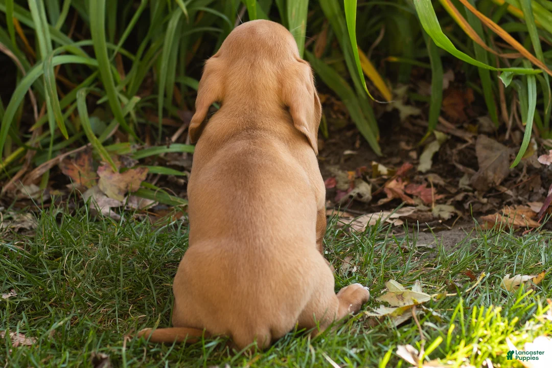 Miniature Dachshund dogs for sale: Baxter  - Ad 4