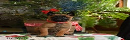 Belgian Malinois dogs for sale: Strawberry - Ad 2