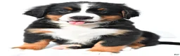 Bernese Mountain Dog dogs for sale: Patsy - Ad 6