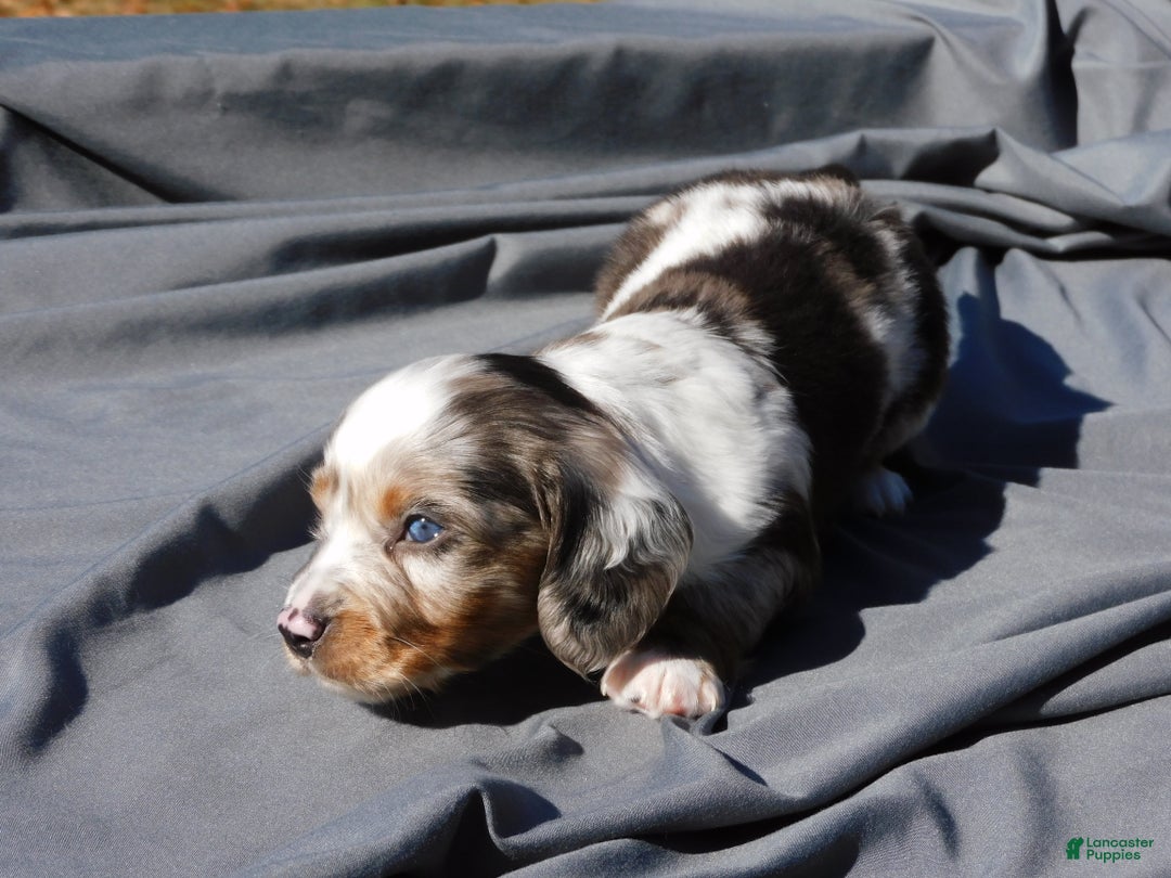 Miniature Dachshund dogs for sale: LMA's ChampionDoxie Snoop Dogg - Ad 12