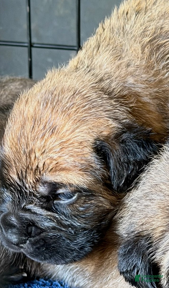 Cane Corso dogs Red Boy - Ad 2