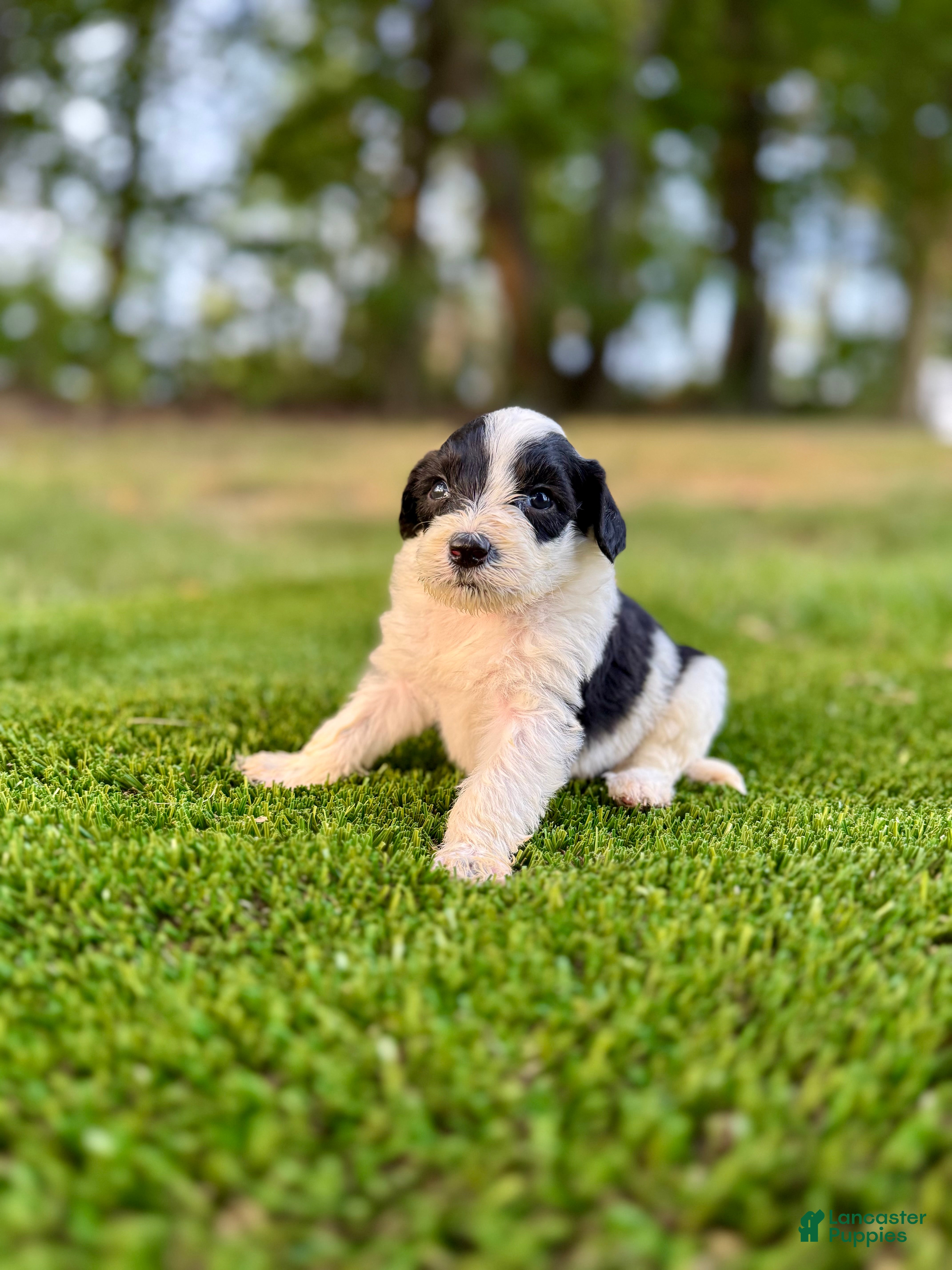Portuguese Water Dog dogs Cooper - Ad 2