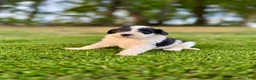 Portuguese Water Dog dogs for sale: Cooper - Ad 9