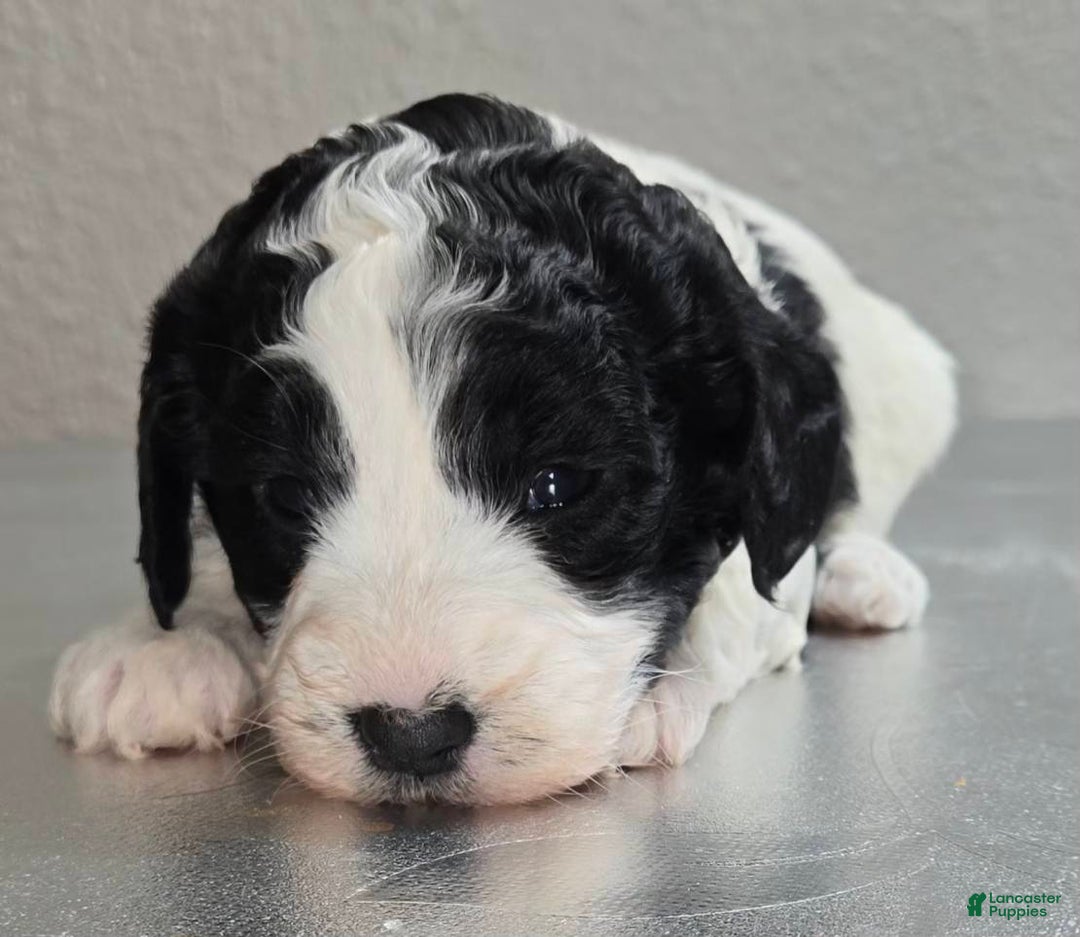 Mini Goldendoodle dogs for sale: Molly - Ad 1