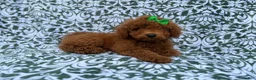 Miniature Poodle dogs for sale: Cali - Ad 3