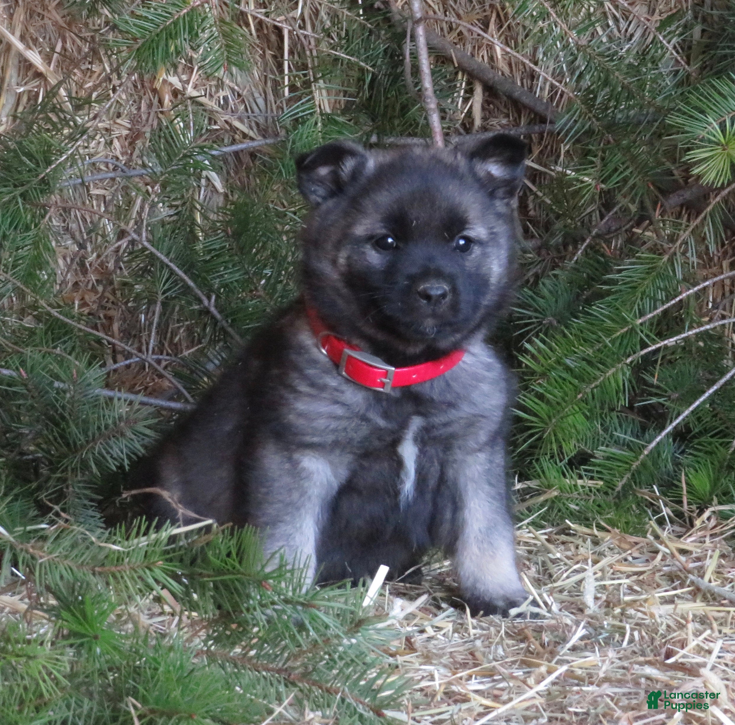 Norwegian Elkhound dogs Delight - Ad 9
