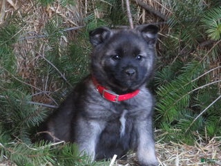 Norwegian Elkhound dogs Delight - Ad 11
