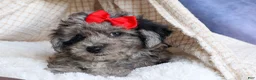 Bichpoo dogs for sale: NORMAN - Ad 11