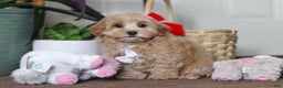 Maltipoo dogs for sale: Kenny - Ad 6