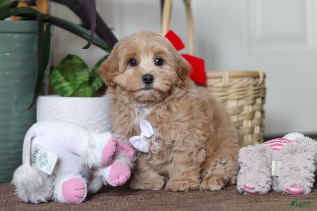 Maltipoo dogs for sale: Kenny - Ad 6