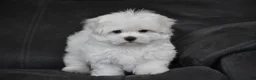 Maltese dogs for sale: Teddy - Ad 6