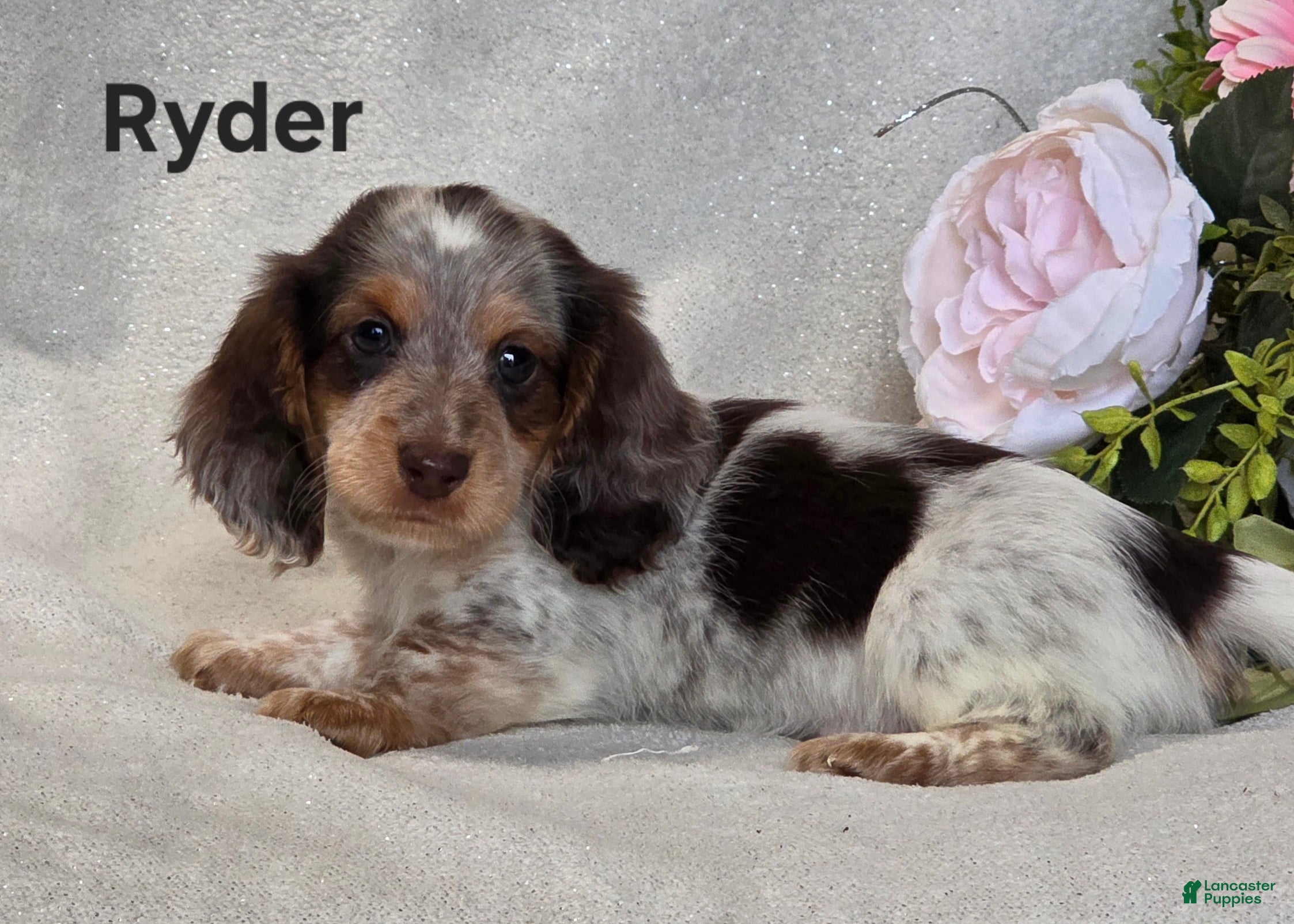 Miniature Dachshund dogs Ryder - Ad 1