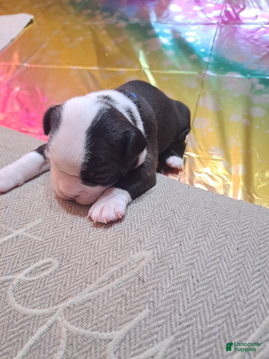 Boston Terrier dogs for sale: Boston Terrier Puppy 5 - Ad 1