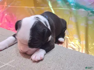 Boston Terrier dogs Boston Terrier Puppy 5 - Ad 32