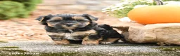 Morkie dogs for sale: Donna - Ad 3