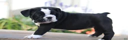 Beabull dogs for sale: Lily - Ad 3