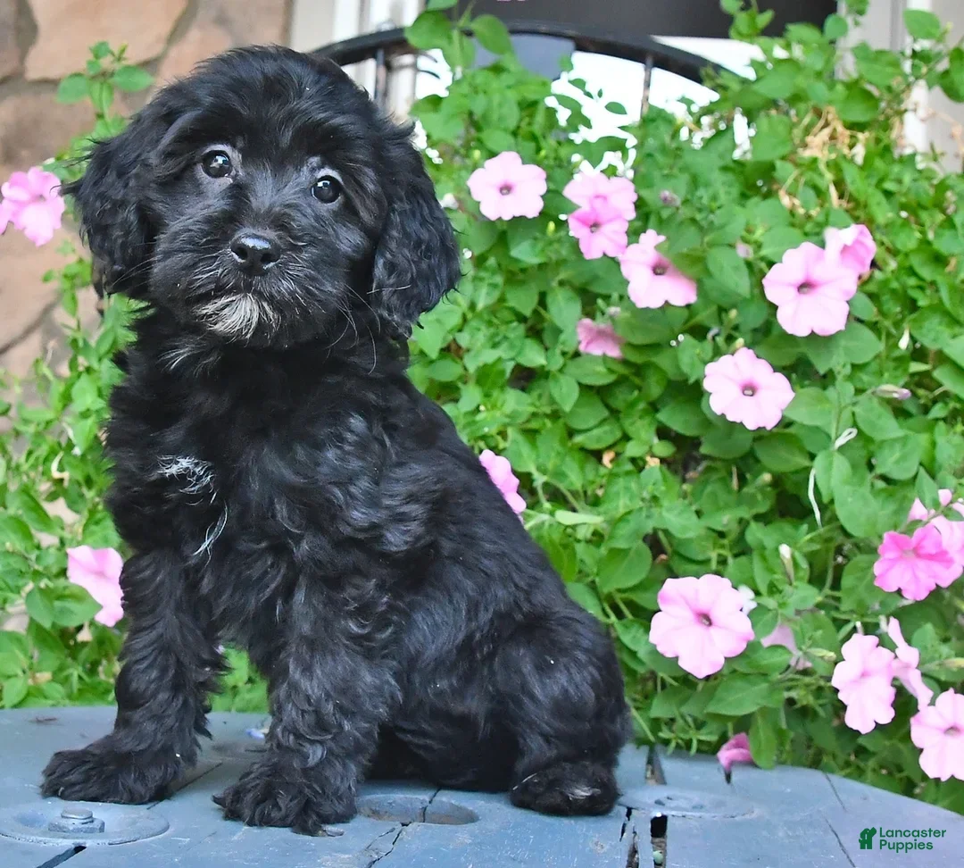 Mixed Breed dogs for sale: Patsy - Ad 1