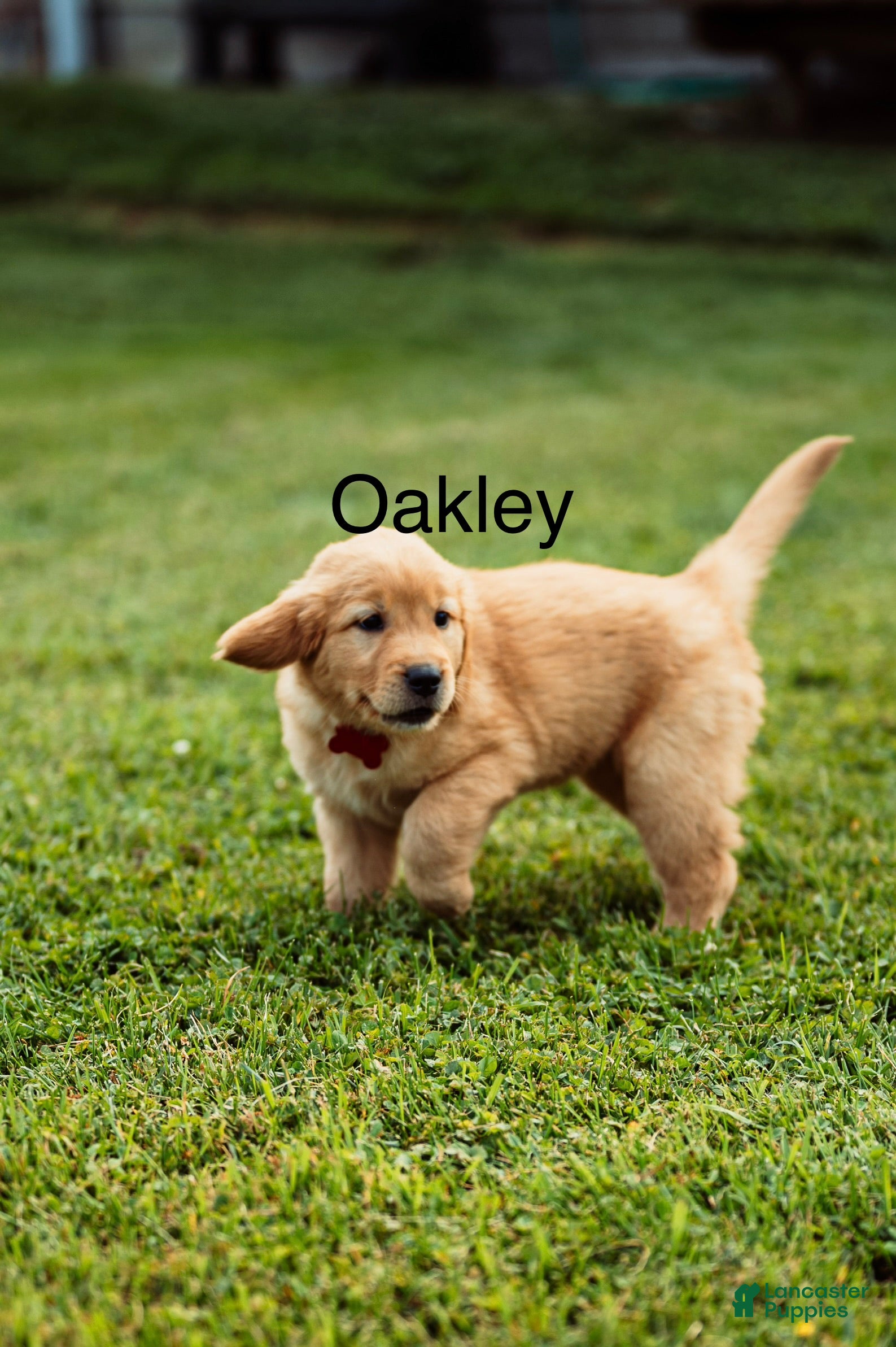 Golden Retriever dogs Oakley - Ad 2