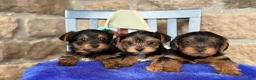 Yorkshire Terrier dogs for sale: Peanut - Ad 21