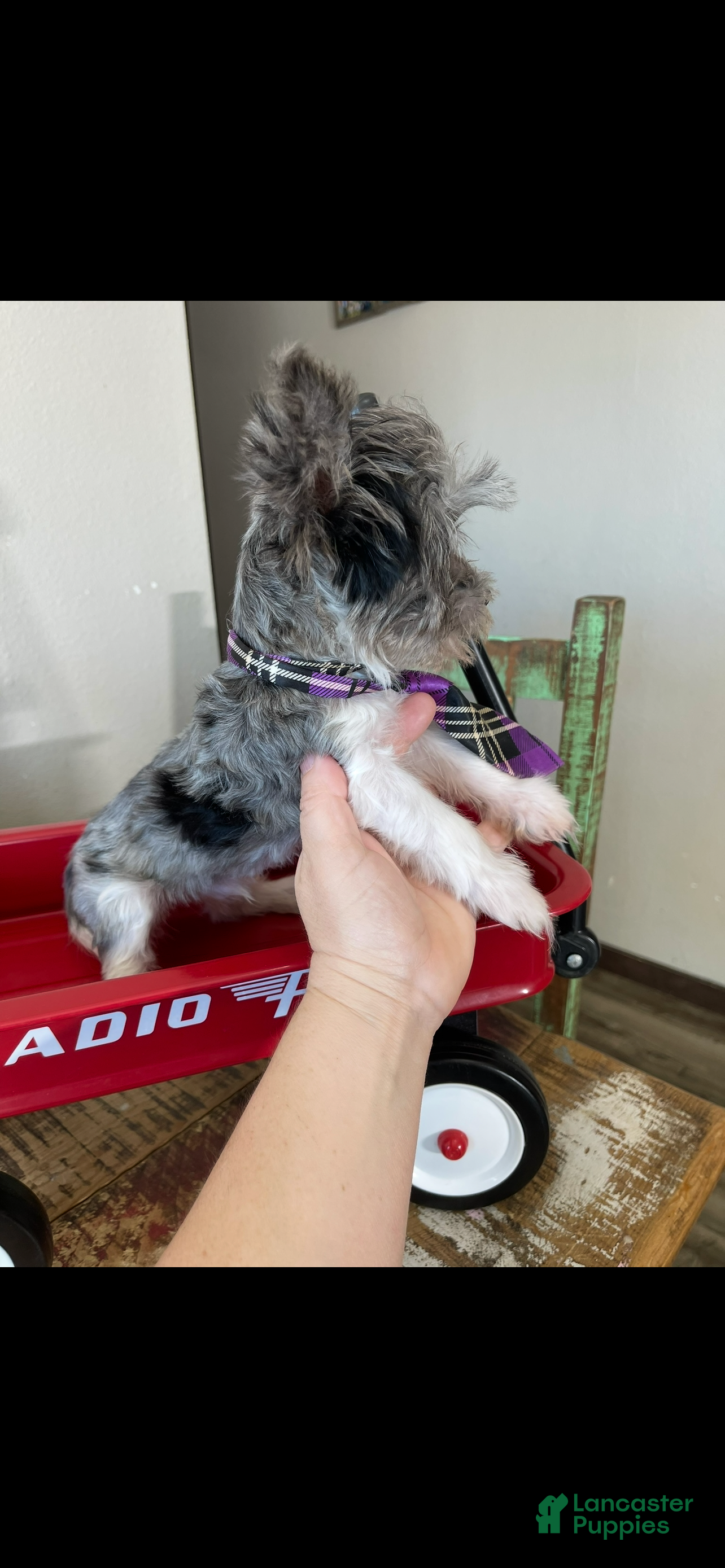 Yorkshire Terrier dogs KB Black Parti Tiny Boy Partial Blue eye - Ad 2