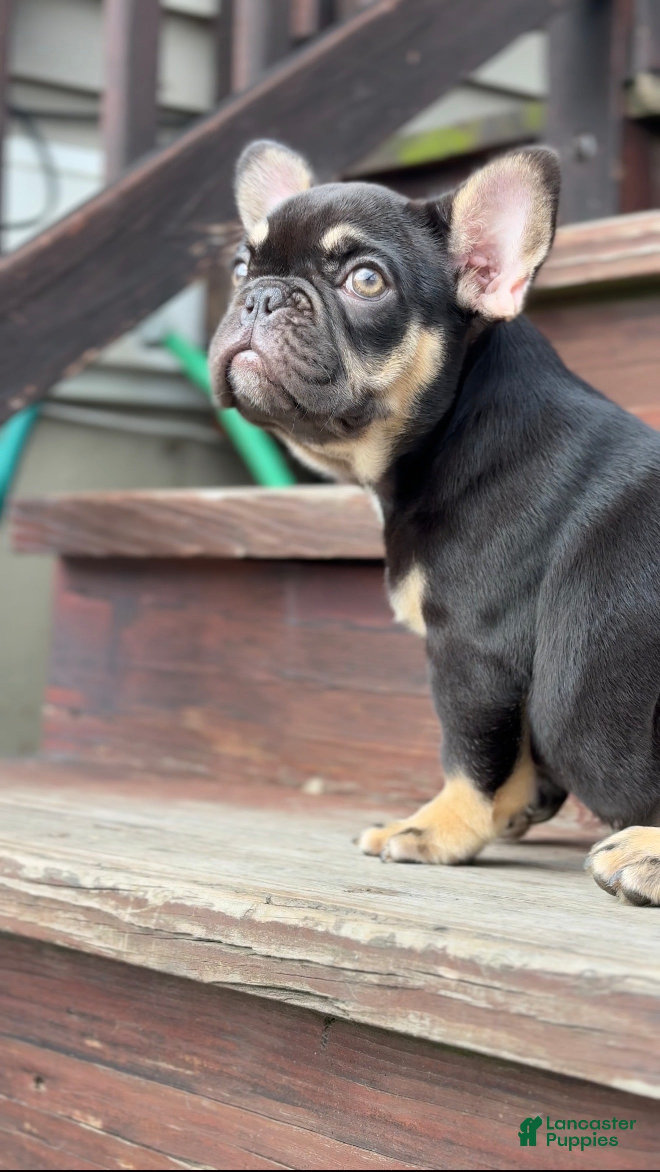 French Bulldog dogs Frenchie Female - Ad 14