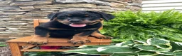 Rottweiler dogs for sale: Miss Pink - Ad 1