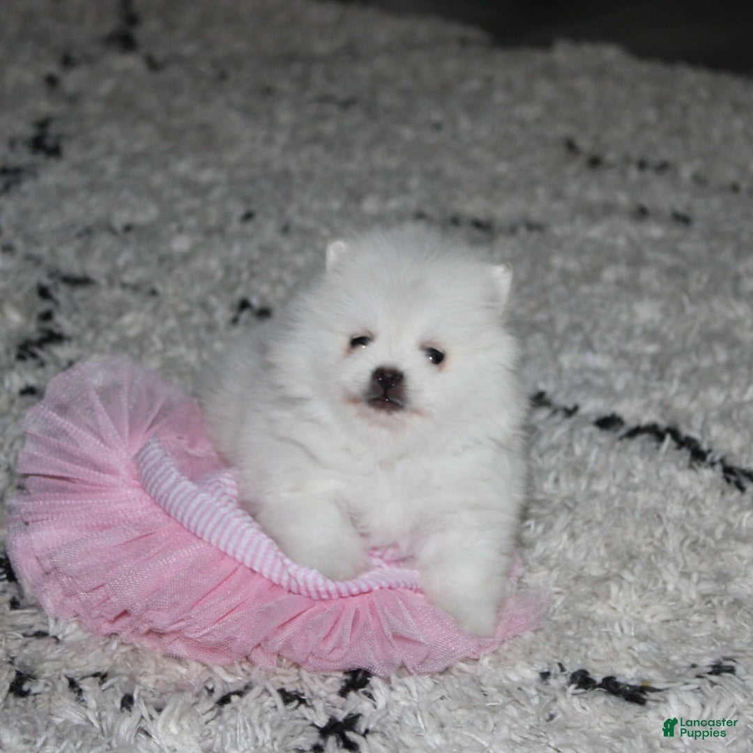 Pomeranian dogs Pomeranian Puppy 2Tessa - Ad 1