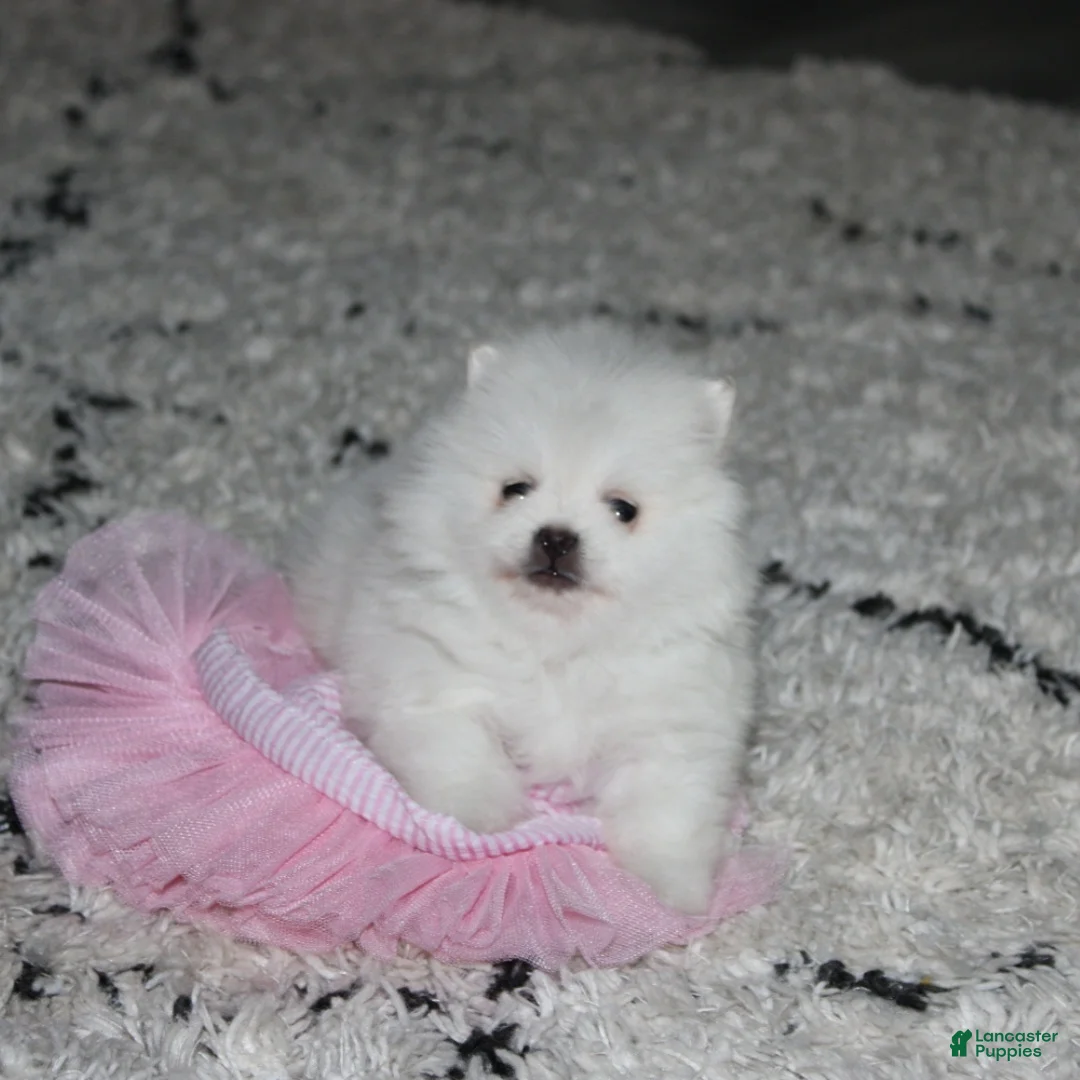 Pomeranian dogs for sale: Pomeranian Puppy 2Tessa - Ad 1