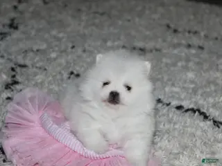 Pomeranian dogs for sale: Pomeranian Puppy 2Tessa - Ad 1